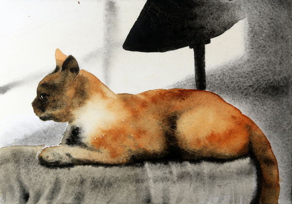 A cat painted with Quinacridone orange and ivory black.